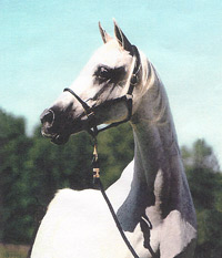 Ramses Safina ( Ramses Fayek x Ramses Sadaka )